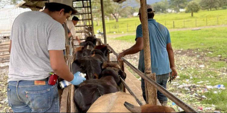 En diciembre pasado se registró el primer contagio de gusano barrenador en el Estado En diciembre pasado se registró el primer contagio de gusano barrenador en el Estado