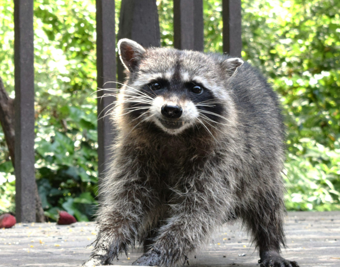 Estos son los animales presentes en Yucatán que pueden trasmitir rabia