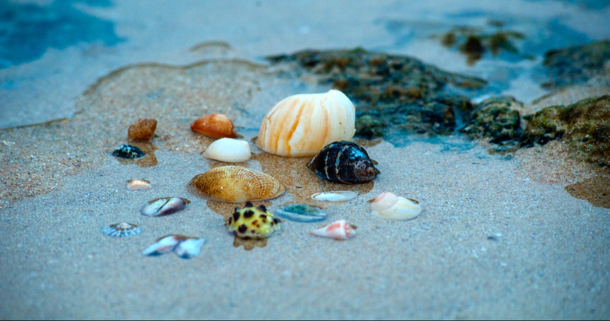 Conchas marinas: su importancia y por qué deben quedarse en la playa Conchas marinas: su importancia y por qué deben quedarse en la playa