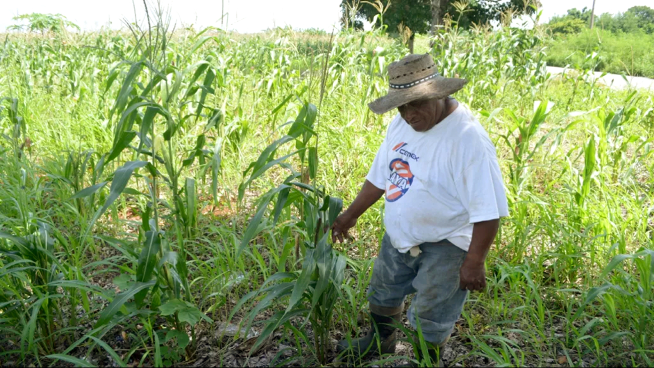 Falla en servicio eléctrico afectó a la producción agrícola en José María Morelos