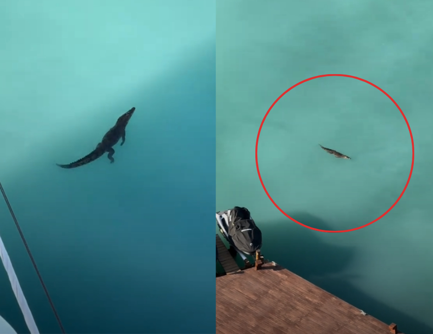 Captan a cocodrilo nadando en aguas de Puerto Cancún: VIDEO 