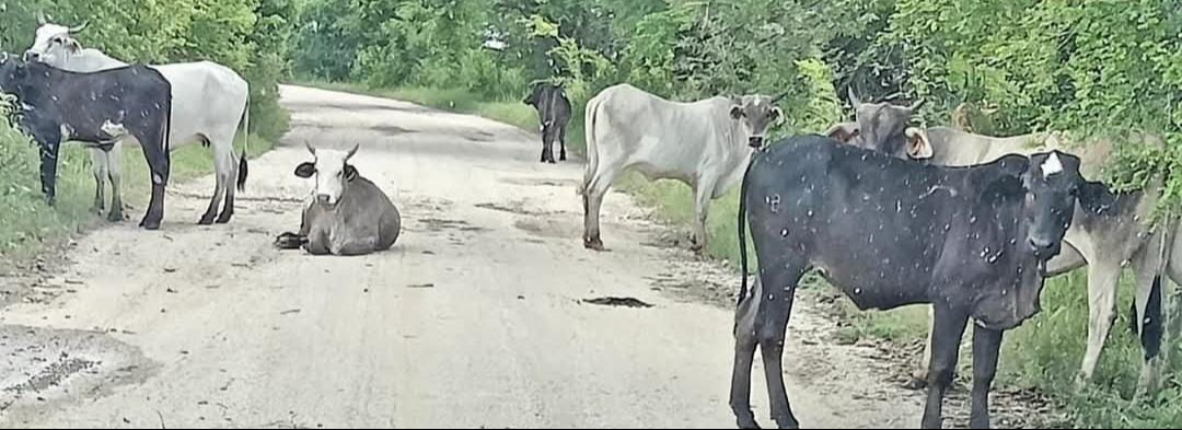 Riesgo latente: Gusano barrenador amenaza al sector ganadero de Campeche