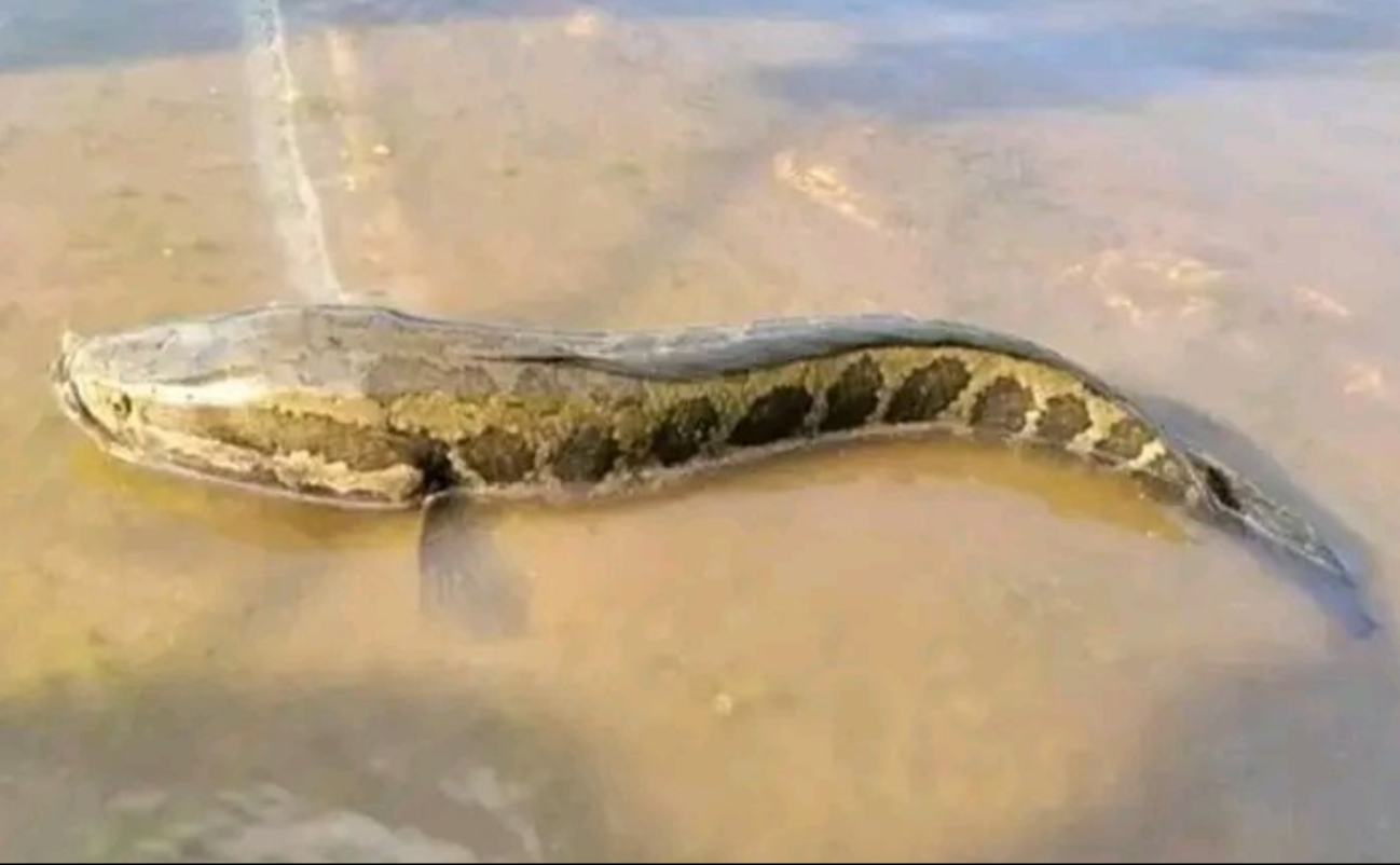 El pez cabeza de serpiente es de origen asiático y llegó a USA en 2002.