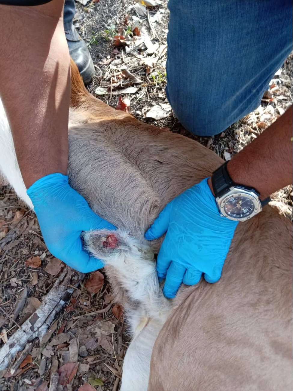 El tratamiento incluye Negasunt, ivermectina y baños con cipermetrina y clorpirifos para prevenir la propagación El tratamiento incluye Negasunt, ivermectina y baños con cipermetrina y clorpirifos para prevenir la propagación