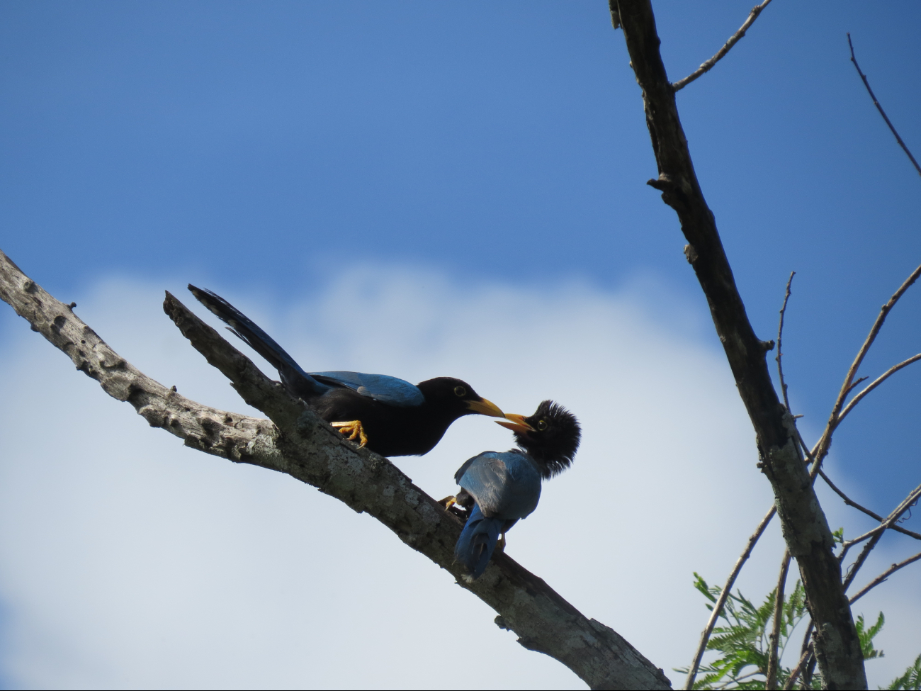 La actividad se llevará a cabo en áreas aledañas a la Reserva Cuxtal, principal pulmón verde de Mérida 