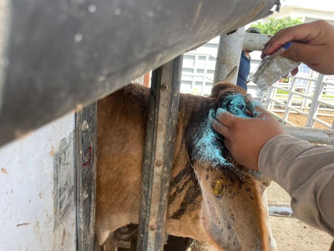 Más de 2,132 animales han estado en riesgo desde febrero debido al depósito de larvas de Cochliomyia hominivorax Más de 2,132 animales han estado en riesgo desde febrero debido al depósito de larvas de Cochliomyia hominivorax