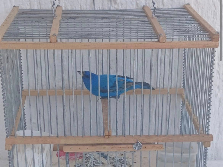  Denuncian la venta de aves silvestres en Mérida;     Las ofrecen en 50 pesos       