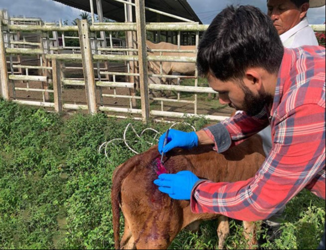 Campeche registra más de 100 casos de gusano barrenador en cuatro meses