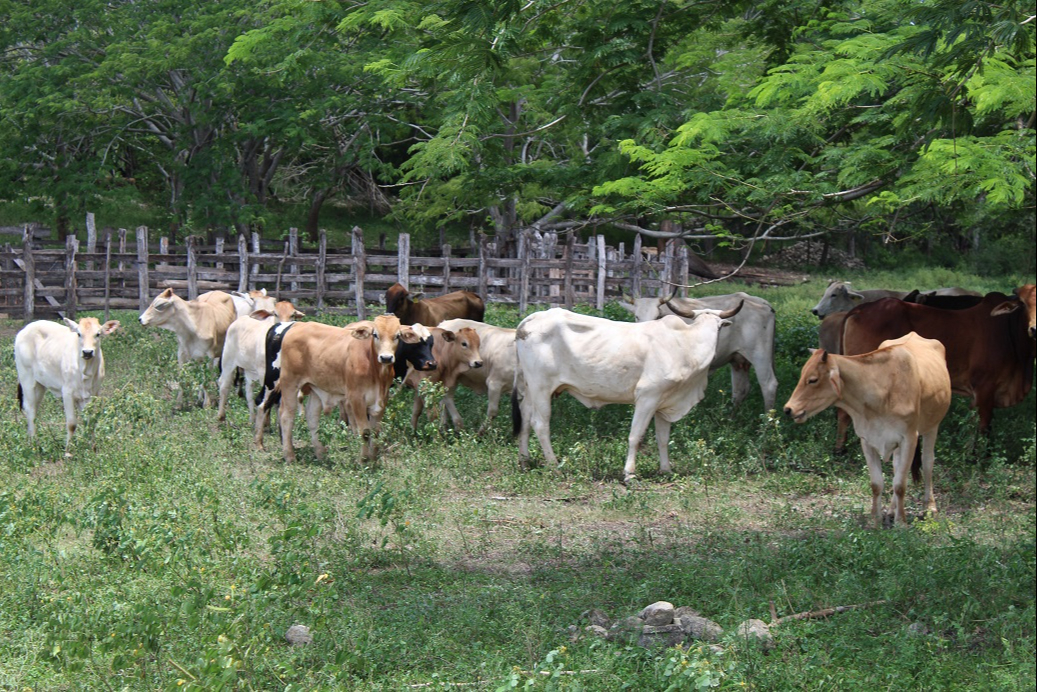 Diversas autoridades buscarán cómo apoyar a los productores afectados por esta plaga. Diversas autoridades buscarán cómo apoyar a los productores afectados por esta plaga.