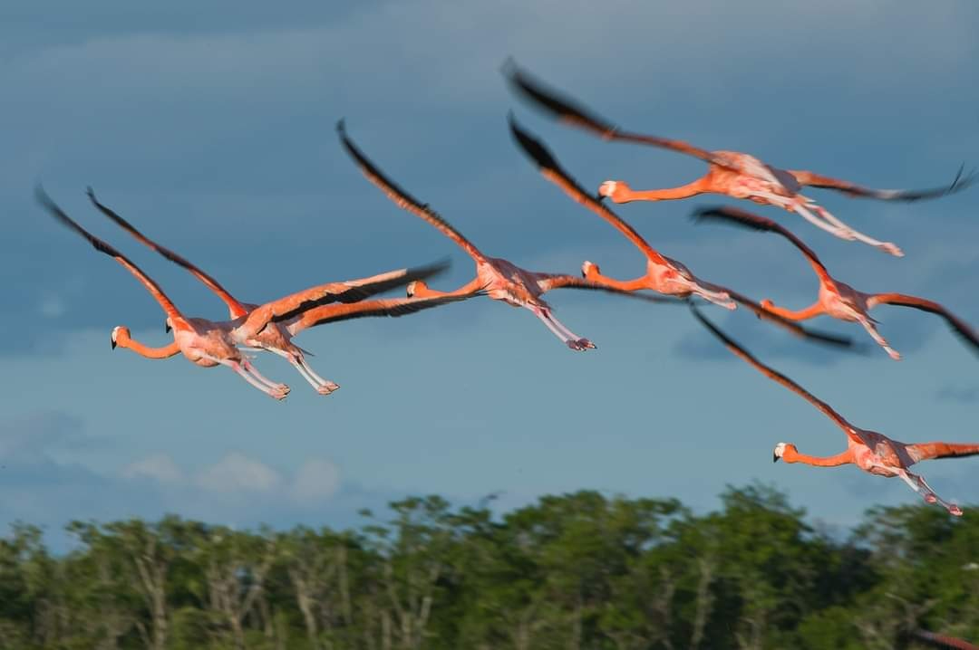Se resalta la importancia de proteger de animales ferales el hábitat natural de las aves rosadas