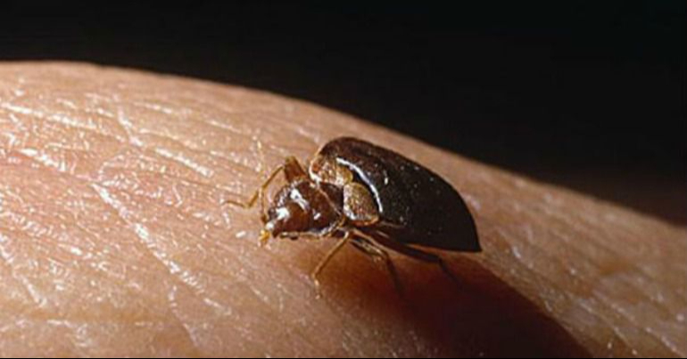 Chagas, una enfermedad silenciosa pero mortal; alertan médicos de Campeche