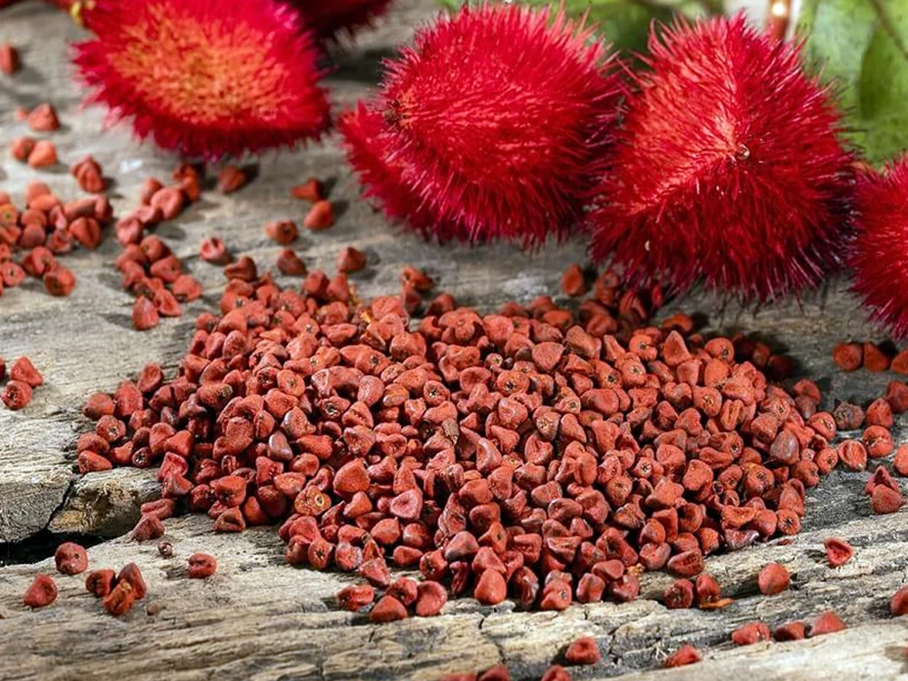Semillas de tradición: Así se cultiva y cocina el achiote en Campeche