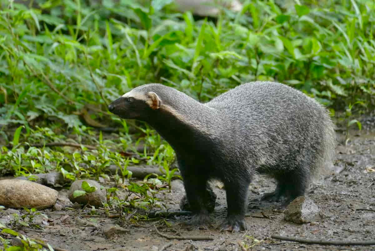  Captan en Yucatán a grisón, mamífero silvestre en riesgo por pérdida de hábitat   