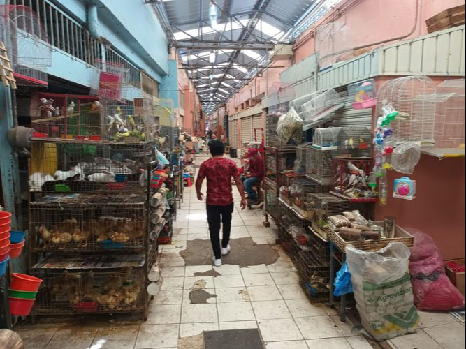Aplicarán nuevo reglamento en el mercado Lucas de Gálvez de Mérida por la venta de animales