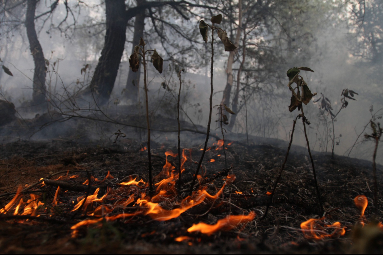 Ukum, último incendio activo en Hopelchén, ya fue controlado Ukum, último incendio activo en Hopelchén, ya fue controlado