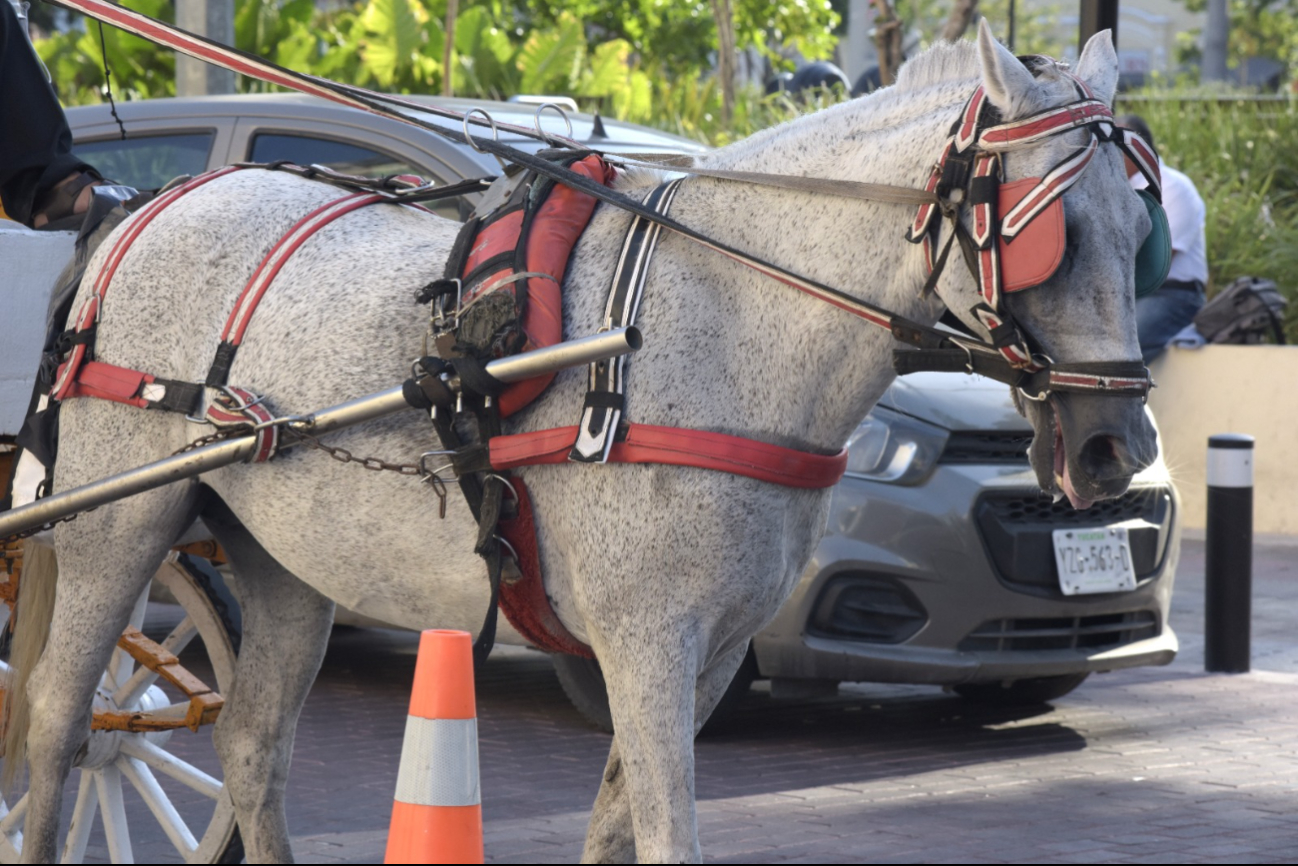 Llaman a los caleseros a no realizar los paseos en  épocas de calor intenso en Mérida 