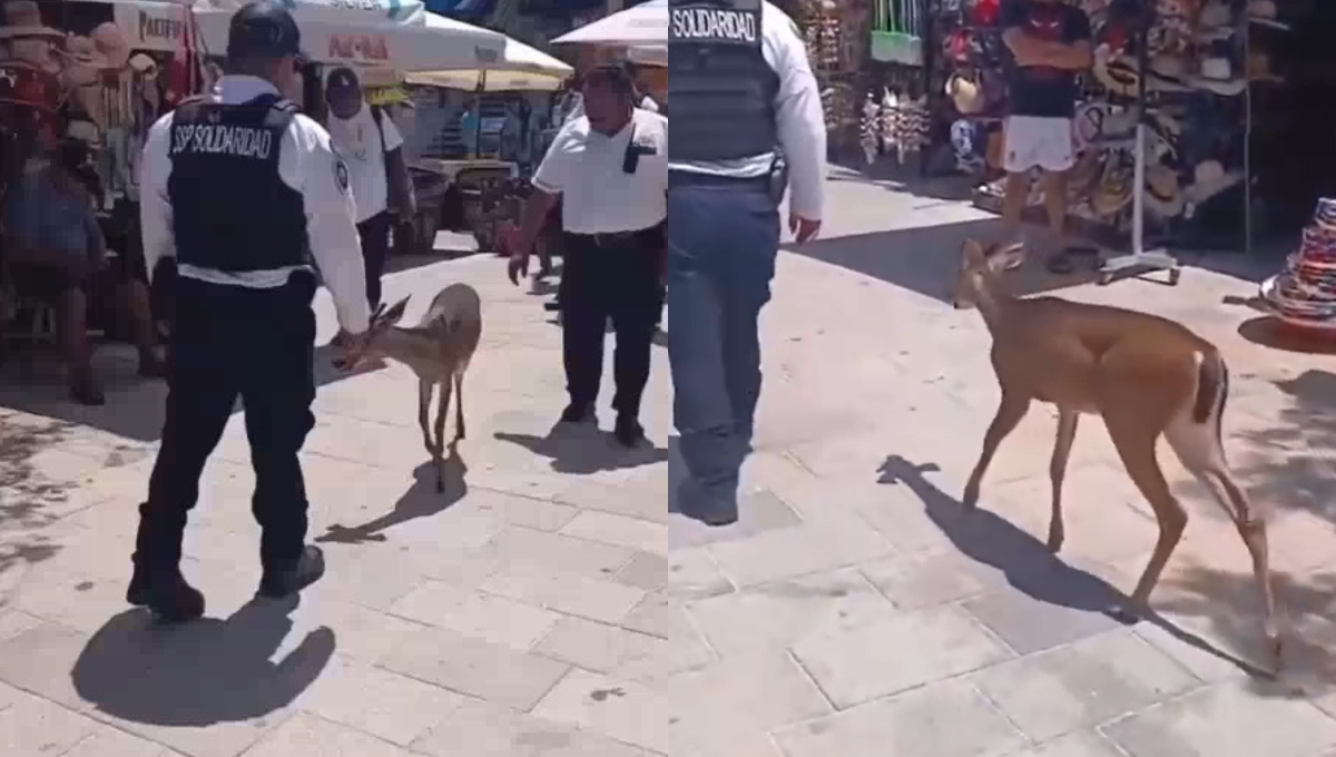 Captan a un venado deambulando en la Quinta Avenida de Playa del Carmen