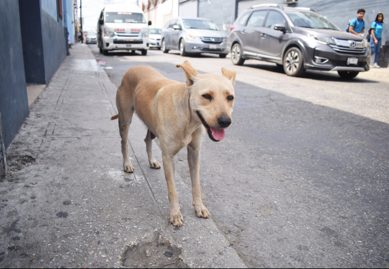 En Yucatán se han registrado 141 ataques: 124 por caninos; ningún caso de rabia.