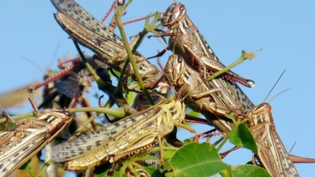 Avistamiento de langostas en campos cañeros de Sihochac y Santo Domingo Kesté pone en alerta a los agricultores