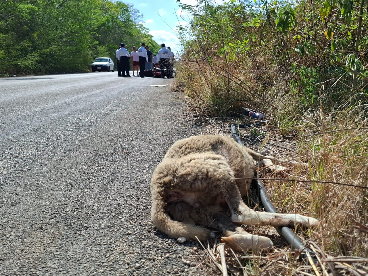 El accidente ocurrió a las 8:00 a.m., a 3 kilómetros de la cabecera municipal de Calkiní. El accidente ocurrió a las 8:00 a.m., a 3 kilómetros de la cabecera municipal de Calkiní.