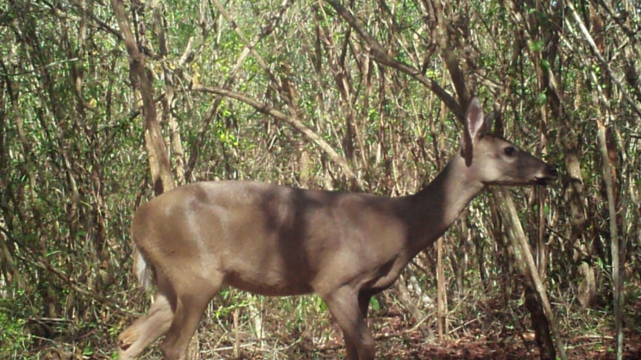 Al menos  nueve especies de mamíferos silvestres aún habitan al interior de Mérida   