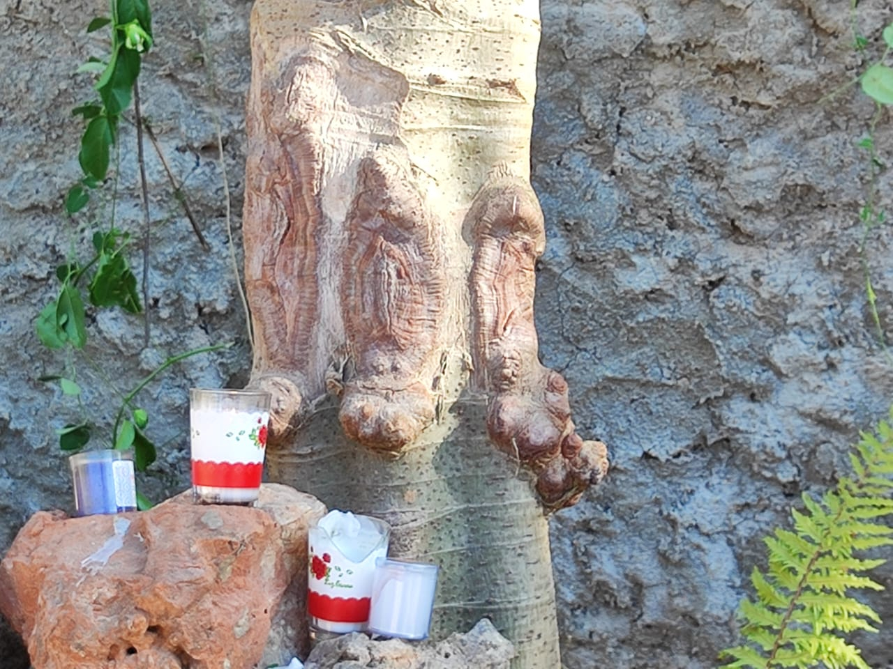 Habitantes de Tahdziú descubren en un árbol lo que parece ser la silueta de la Guadalupana
