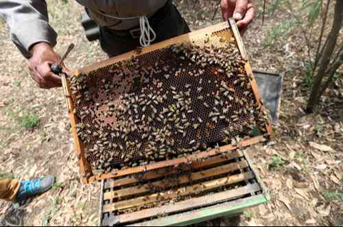 Cambio climático y los agroquímicos en Carmen ponen en crisis la existencia de las abejas   