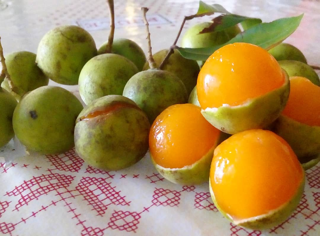 La temporada de huayas inicia en Campeche, trayendo consigo una tradición culinaria y cultural.