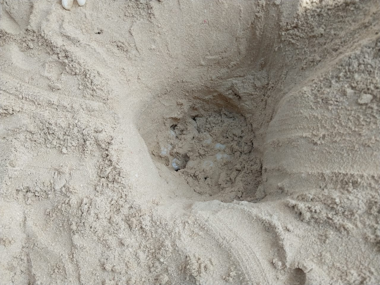Se detecta la presencia de un quelonio depositando sus huevos en el malecón de Progreso Se detecta la presencia de un quelonio depositando sus huevos en el malecón de Progreso