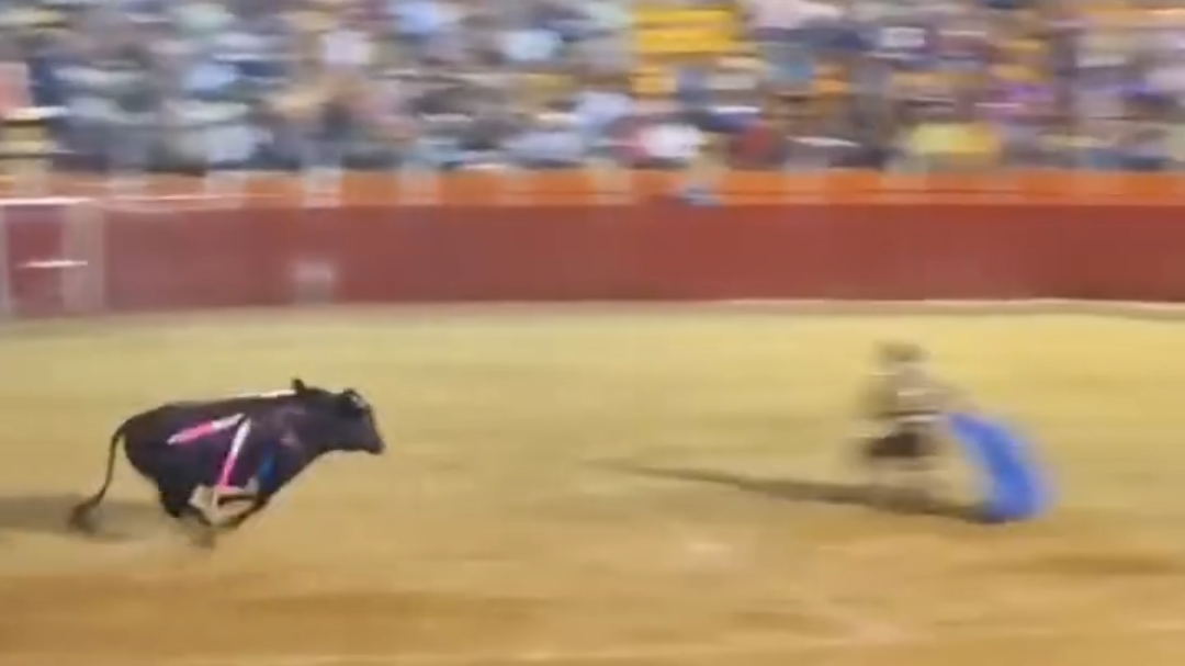 Susto en la Feria de Tinún: El torero Jussef Hernández embestido por toro y hospitalizado Susto en la Feria de Tinún: El torero Jussef Hernández embestido por toro y hospitalizado
