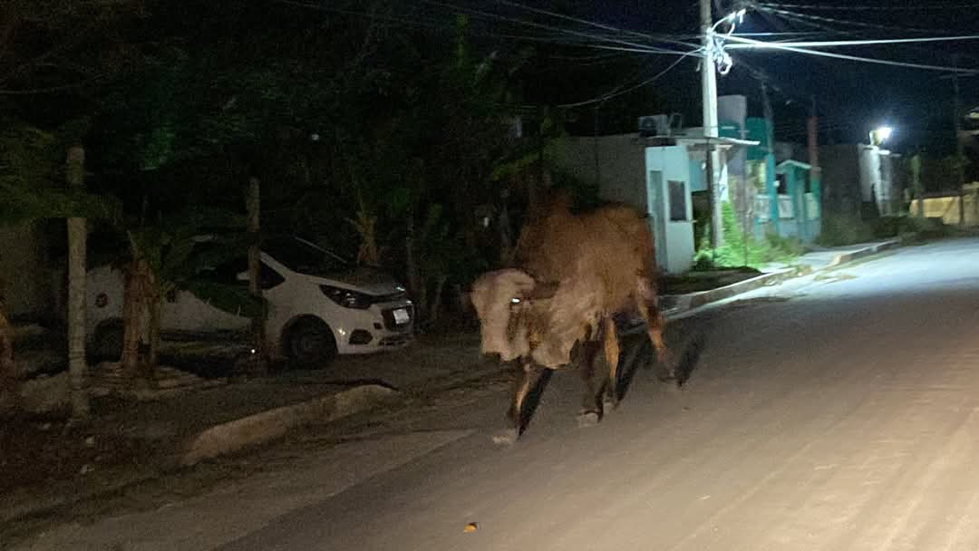 Vecinos intentaron ahuyentar al animal, pero tuvieron que refugiarse en sus casas Vecinos intentaron ahuyentar al animal, pero tuvieron que refugiarse en sus casas