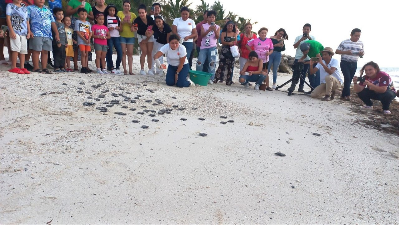 Conservación de tortugas en riesgo por basura y problemas ambientales Conservación de tortugas en riesgo por basura y problemas ambientales