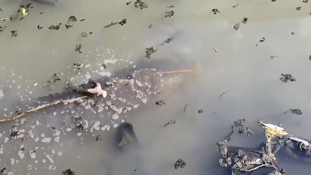 Después de varios años viviendo en un canal de desagüe, Patroclo fue reubicado Después de varios años viviendo en un canal de desagüe, Patroclo fue reubicado