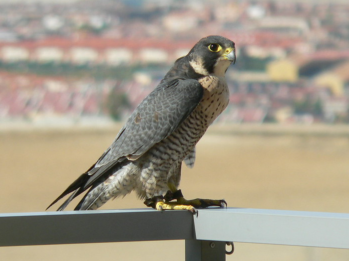 Halcón peregrino, el animal más rápido de la Tierra, aparece en la Catedral de Mérida