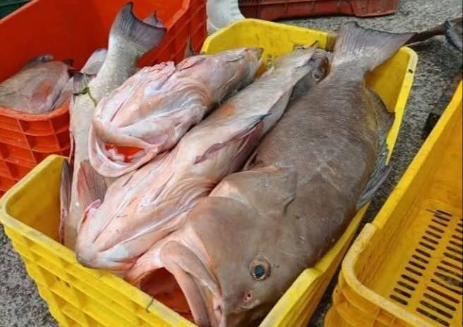 En Isla Mujeres no se garantiza el abasto de escama En Isla Mujeres no se garantiza el abasto de escama