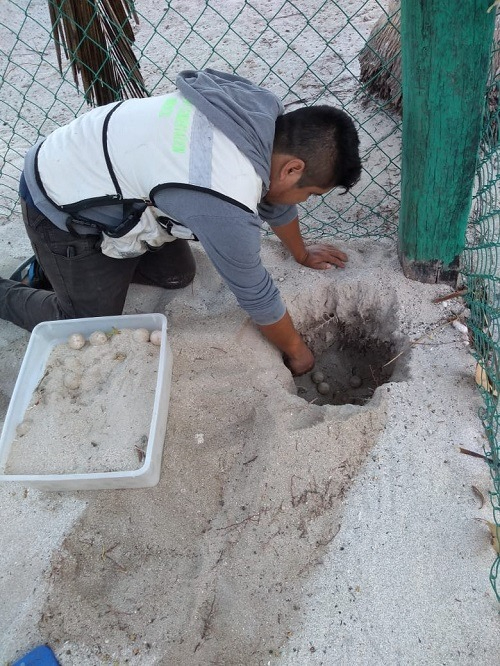 Fuerte onda de calor y erosión amenazan a tortugas marinas en Campeche