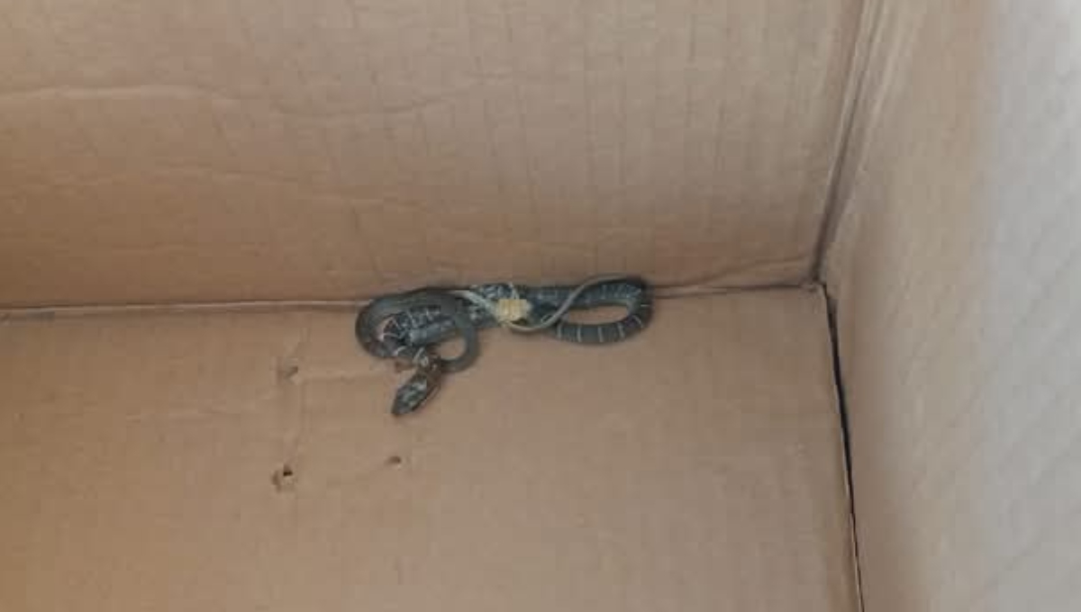 La serpiente fue atrapada y liberada lejos de la escuela en Motul La serpiente fue atrapada y liberada lejos de la escuela en Motul