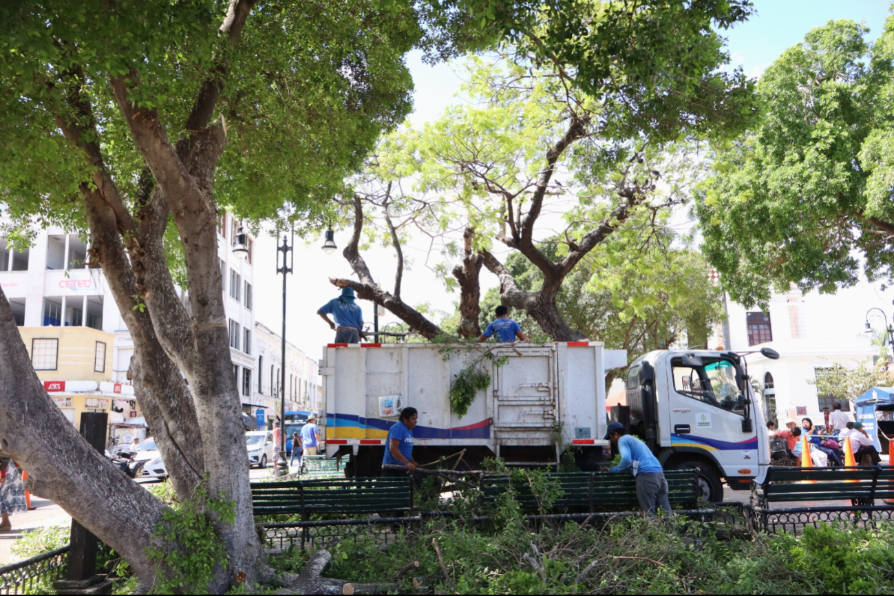 Dan manita de gato al parque Eulogio Rosado de Mérida