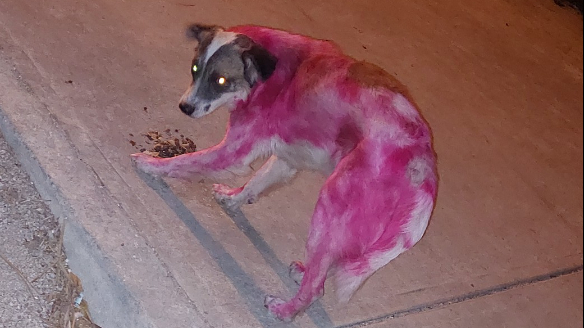 Se presume que los propios dueños del perrito habrían cometido la acción