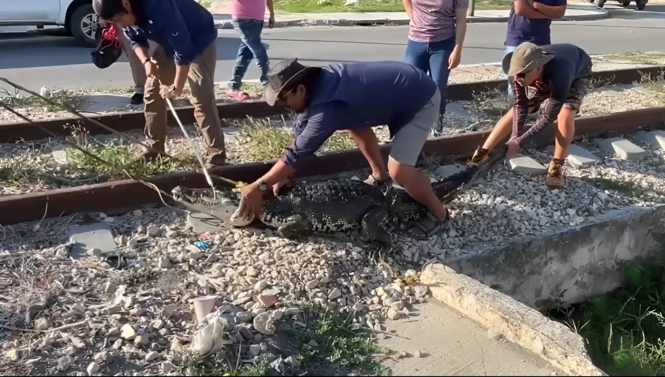 Un cocodrilo macho de más de 2 metros, conocido como Patroclo, fue capturado en la unidad habitacional Fidel Velázquez