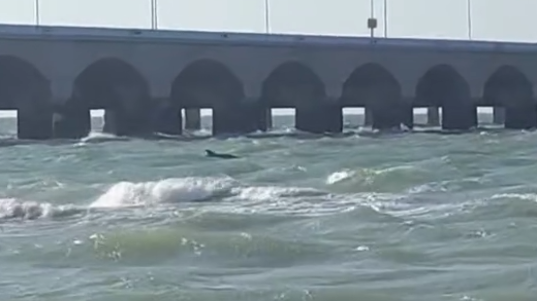 Al menos dos delfines fueron captados desplazándose cerca de la orilla en Puerto Progreso Al menos dos delfines fueron captados desplazándose cerca de la orilla en Puerto Progreso