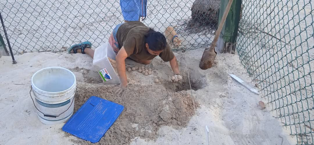 Comienza con fuerza la temporada de tortuga Carey en Champotón: Ya protegen 3 mil huevos   