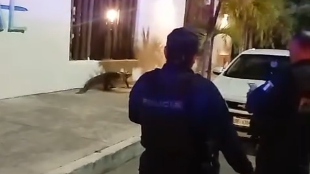 ¡Cuidado con el reptil! Captan a cocodrilo cerca de la terminal de Ultramar en Cancún