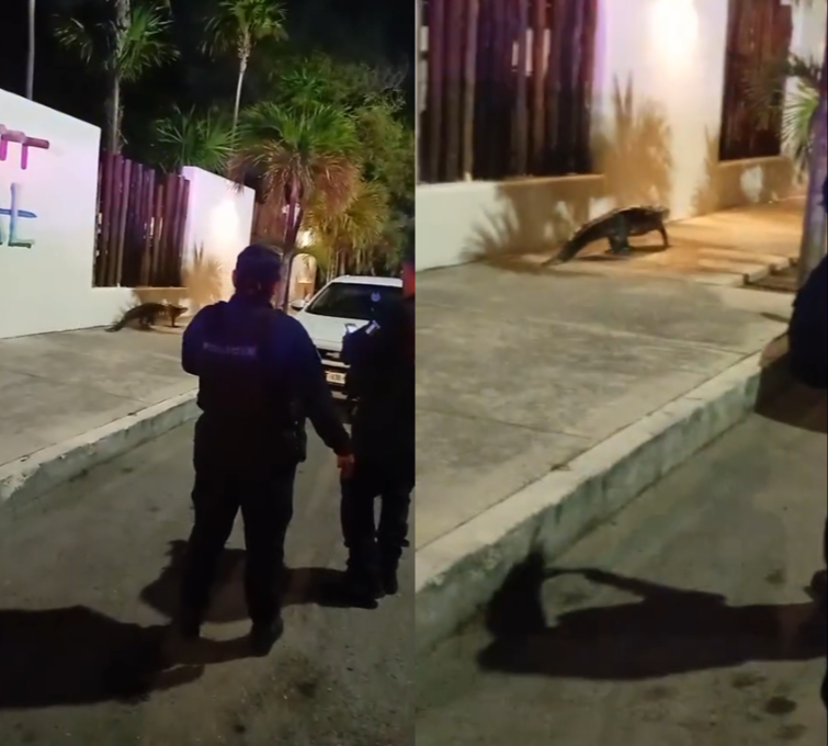 ¡Cuidado con el reptil! Captan a cocodrilo  cerca de la terminal de Ultramar en Cancún:  VIDEO 