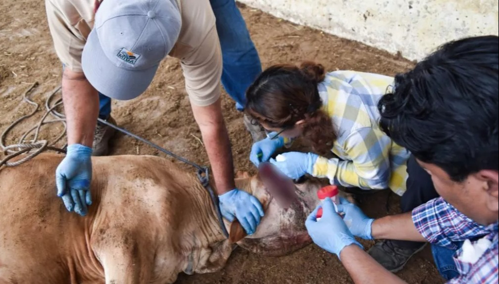 Yucatán sumaría su cuarto caso del gusano barrenador de ganado