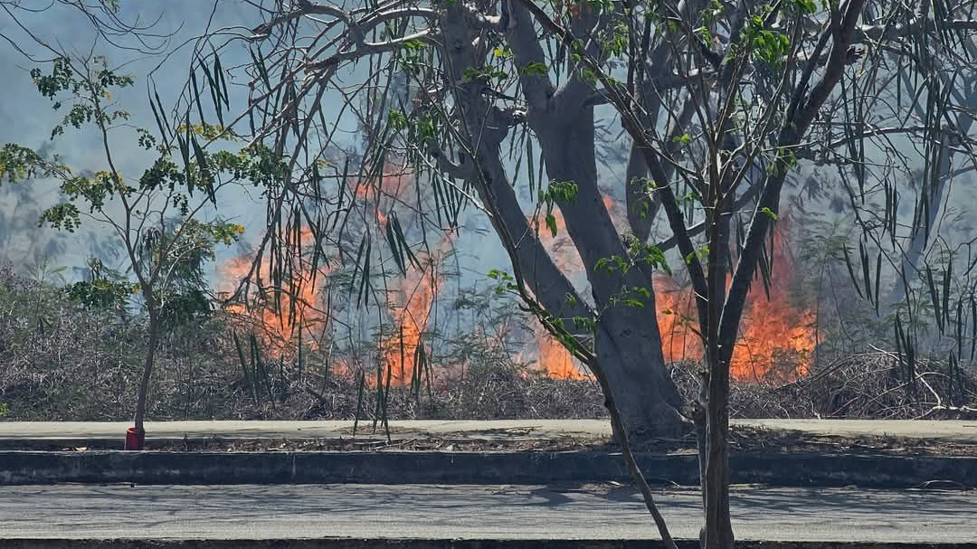 Bomberos de la SSP ya trabajan en el incendio frente a Animaya