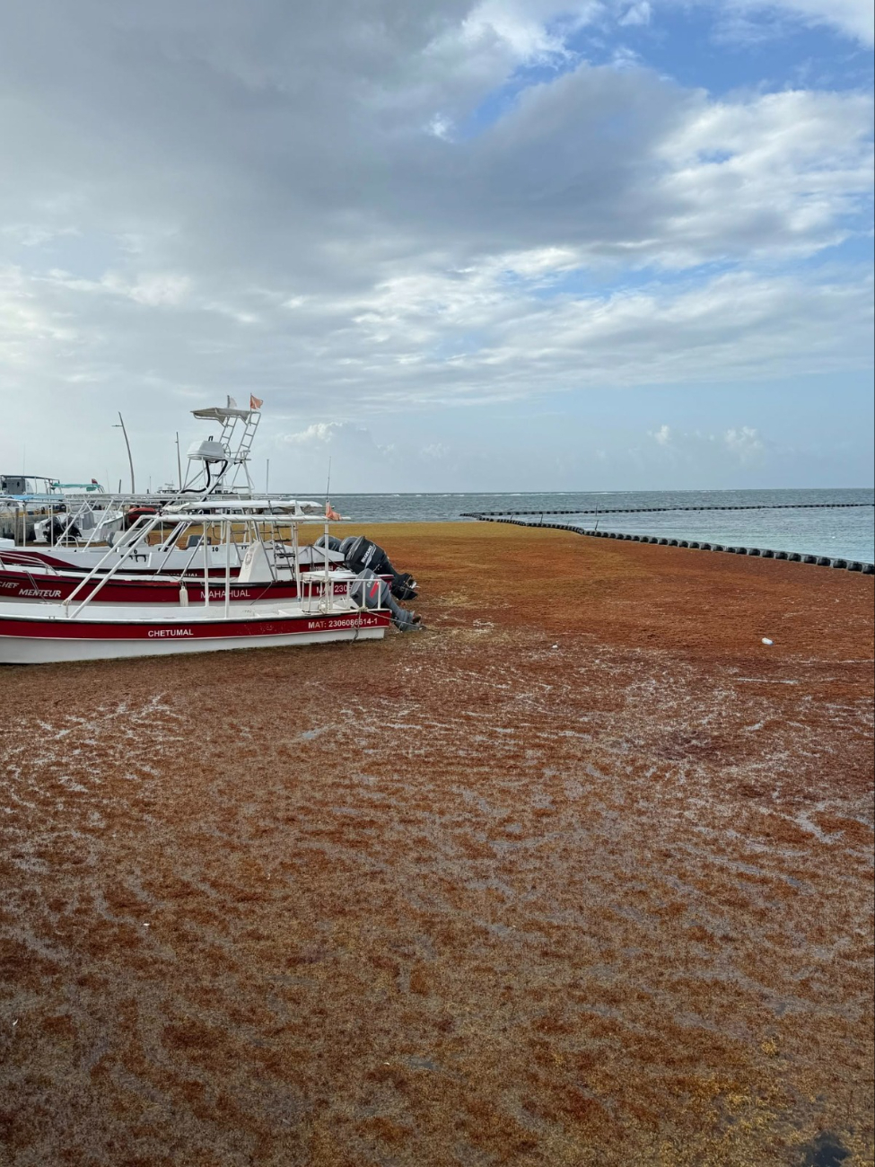 Costas de Quintana Roo se mantienen llenas de sargazo Costas de Quintana Roo se mantienen llenas de sargazo