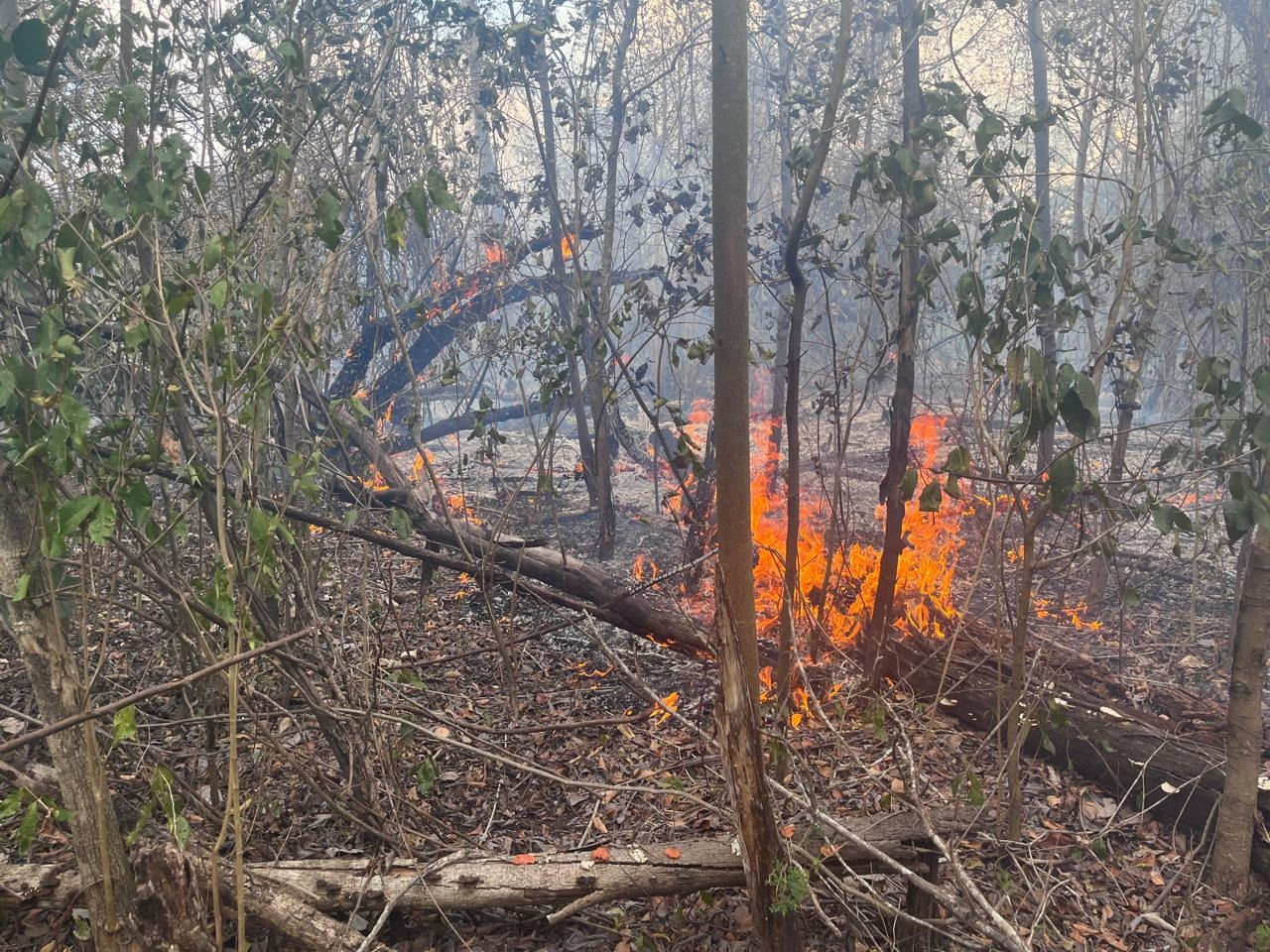 Incendios forestales en Campeche han consumido más de mil 200 hectáreas este 2025