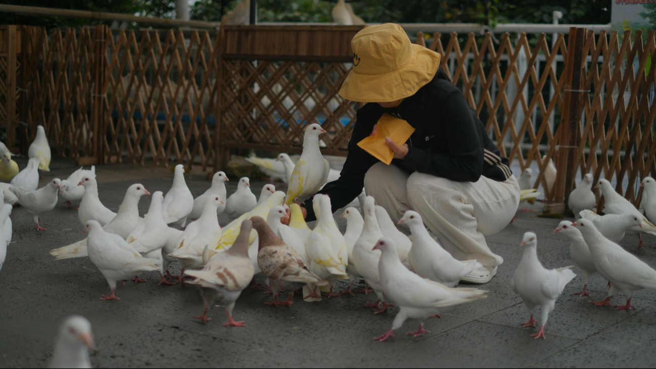 Influenza aviar A(H5N1): más de 969 casos desde 2003 en el mundo