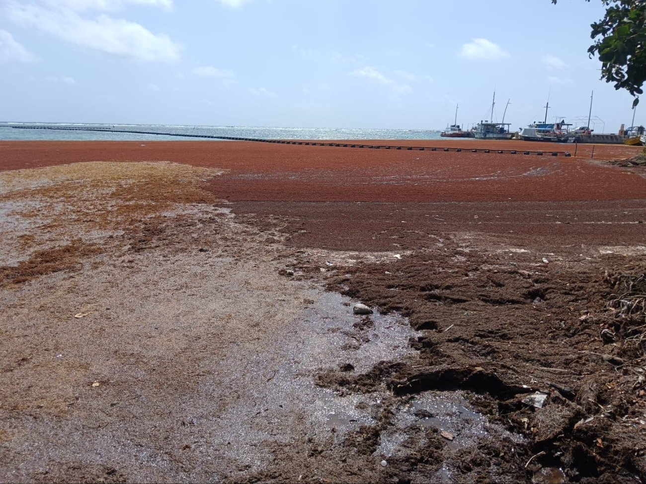Mahahual no cuenta con centro de acopio de sargazo